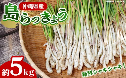 【産地直送】南国フーズの島らっきょう約5kg - 国産 生らっきょう 甘酢漬け 漬物 天ぷら チャンプルー おすすめ 送料無料 沖縄県 八重瀬町産