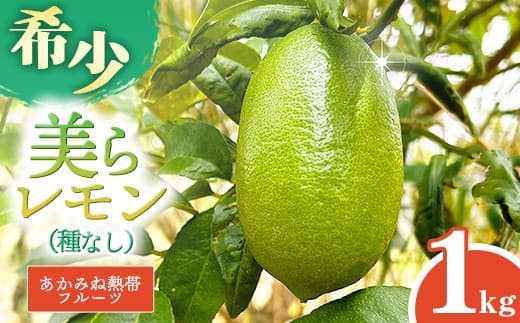 【フルーツ特集】【種なし】あかみね熱帯フルーツの美らレモン 約1kg - 国産 希少種 果汁 たっぷり 使いやすい 檸檬 れもん Lemon おすすめ 沖縄県 八重瀬町 (管理コード:L/AKAMINE001)