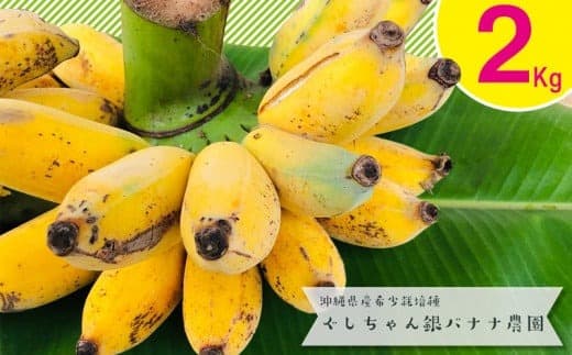 【フルーツ特集】希少栽培種のばなな!ぐしちゃん銀バナナ約2Kg - バナナ 銀バナナ ナムワヌアン 果物 フルーツ 希少 国産 おすすめ 沖縄県 八重瀬町 (管理コード:E001)