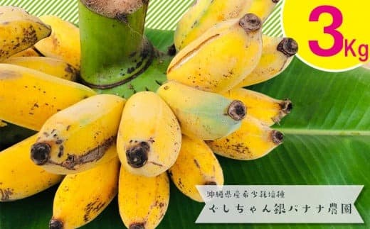 【フルーツ特集】希少栽培種のばなな!ぐしちゃん銀バナナ約3Kg - バナナ 銀バナナ ナムワヌアン 果物 フルーツ 希少 国産 おすすめ 沖縄県 八重瀬町 (管理コード:E002)