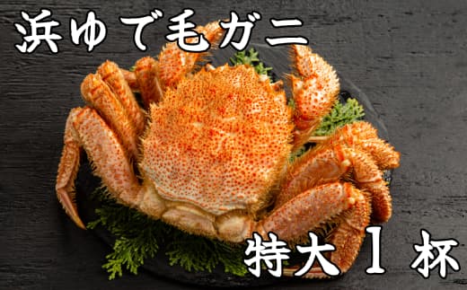 26-37 流氷明け浜ゆで毛ガニ 特大1杯