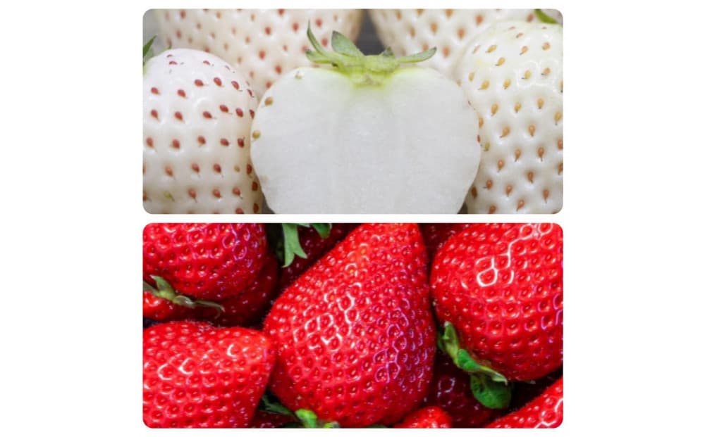 福岡県産完熟あまおう:白いちご(エンジェルエイト)各2パック(約270g×計4パック)