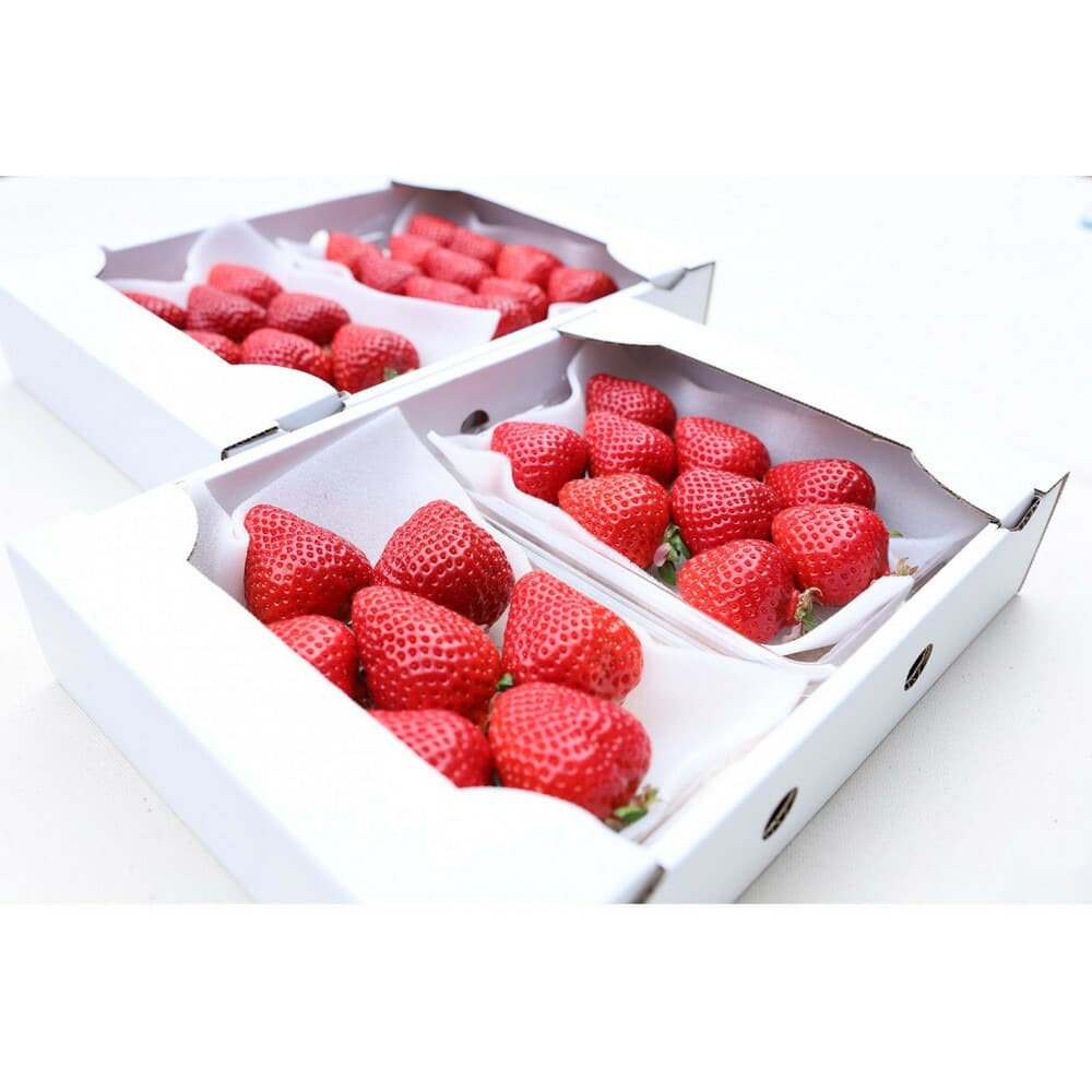 朝どり完熟あまおう4P 福岡市志賀島産