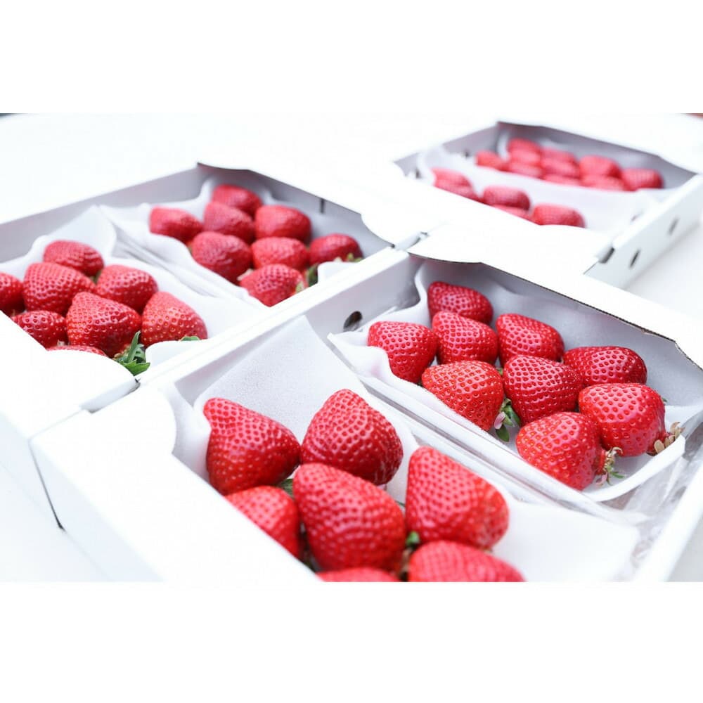 朝どり完熟あまおう6P 福岡市志賀島産