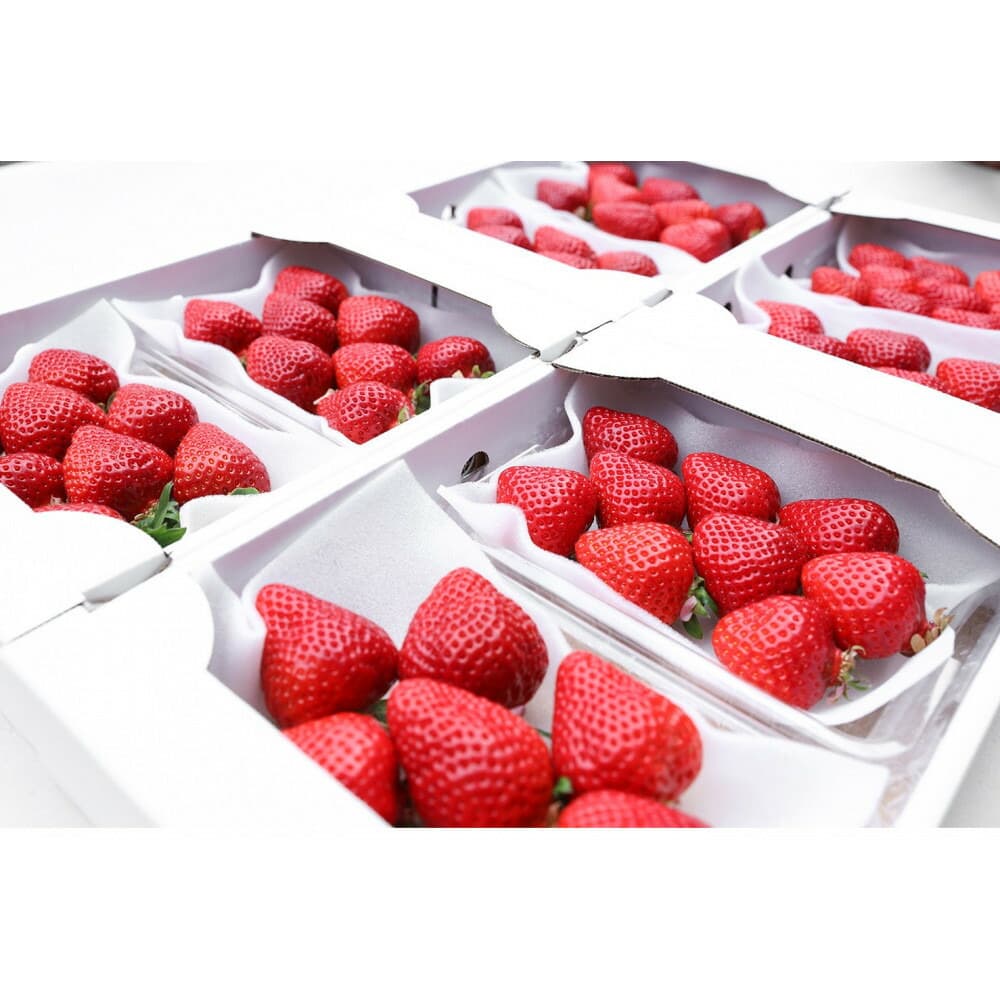 朝どり完熟あまおう8P 福岡市志賀島産