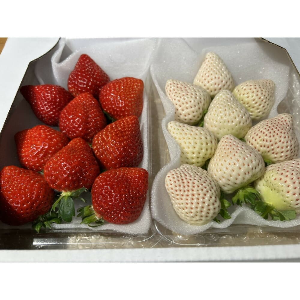 あまおうと天使のいちご紅白セット 福岡市志賀島産