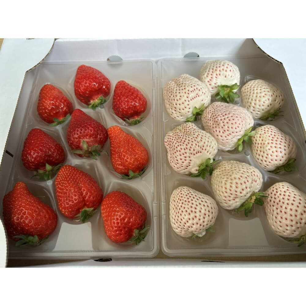 あまおうと天使のいちご紅白セット500g 福岡市志賀島産
