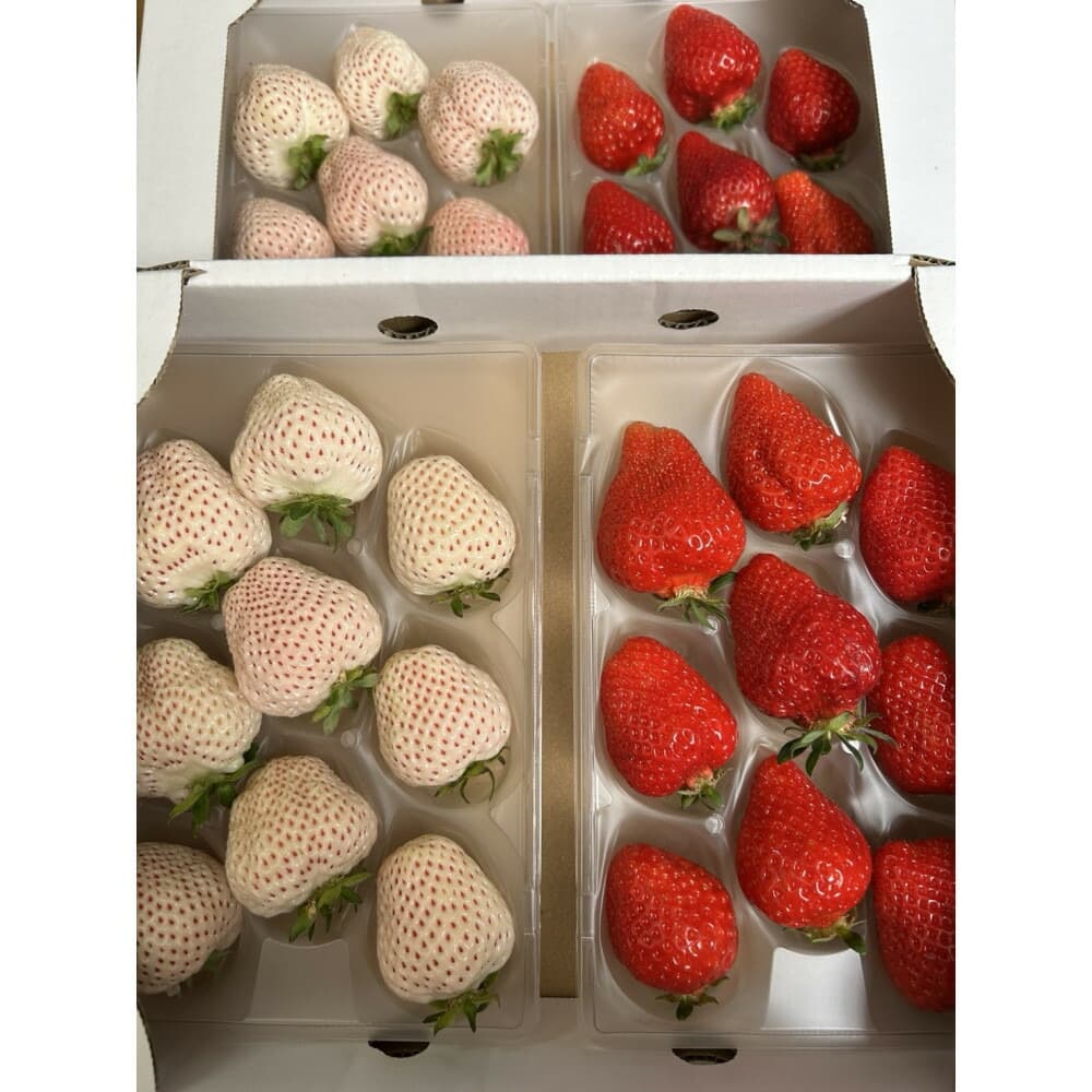 あまおうと天使のいちご紅白セット1000g 福岡市志賀島産