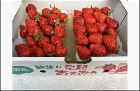 朝どり完熟あまおう盛り合わせ1000g 福岡市志賀島産