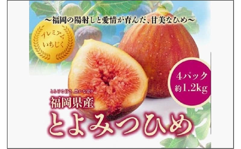 <2026年8月以降発送>とよみつひめ 4パック約1200gセット(福岡市) イチジク いちじく 無花果