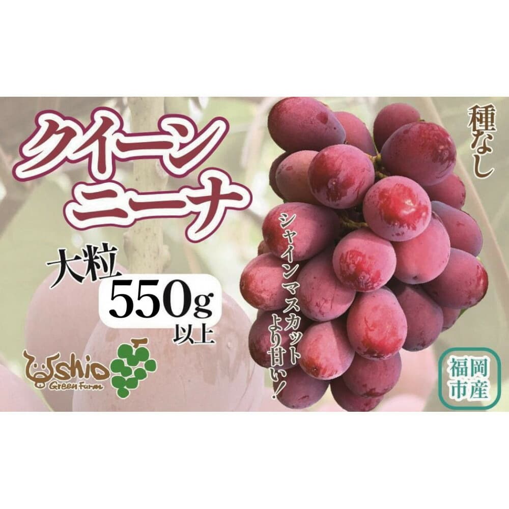 【2026年8月以降順次発送】福岡市産クイーンニーナ550g1房【北海道・沖縄・離島発送不可】