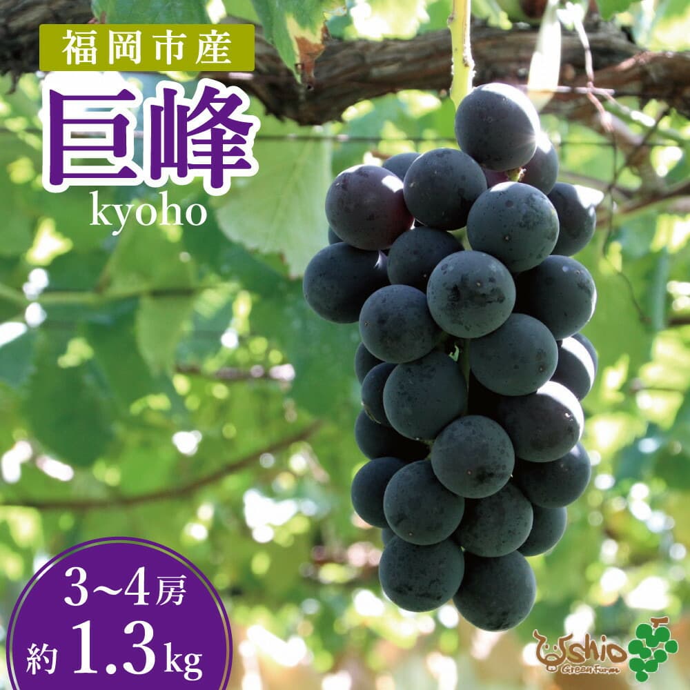 【2026年8月以降順次発送】福岡市産巨峰1300g3~4房【北海道・沖縄・離島発送不可】