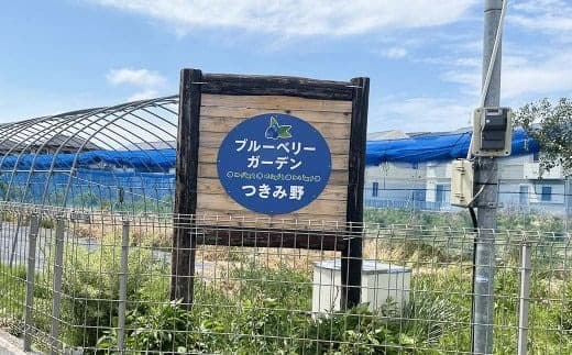 ブルーベリー摘み取り体験 (1kg分) 体験 収穫 チケット ブルーベリー