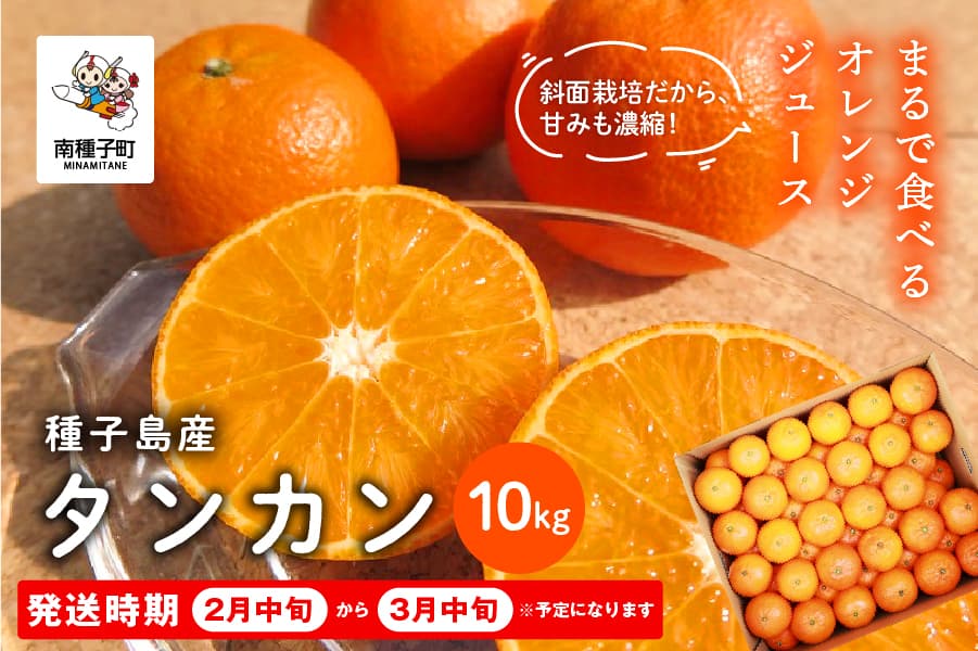 《 先行予約 》種子島産タンカン約10kg(約60玉)【2027年2月中旬~3月中旬頃順次発送】