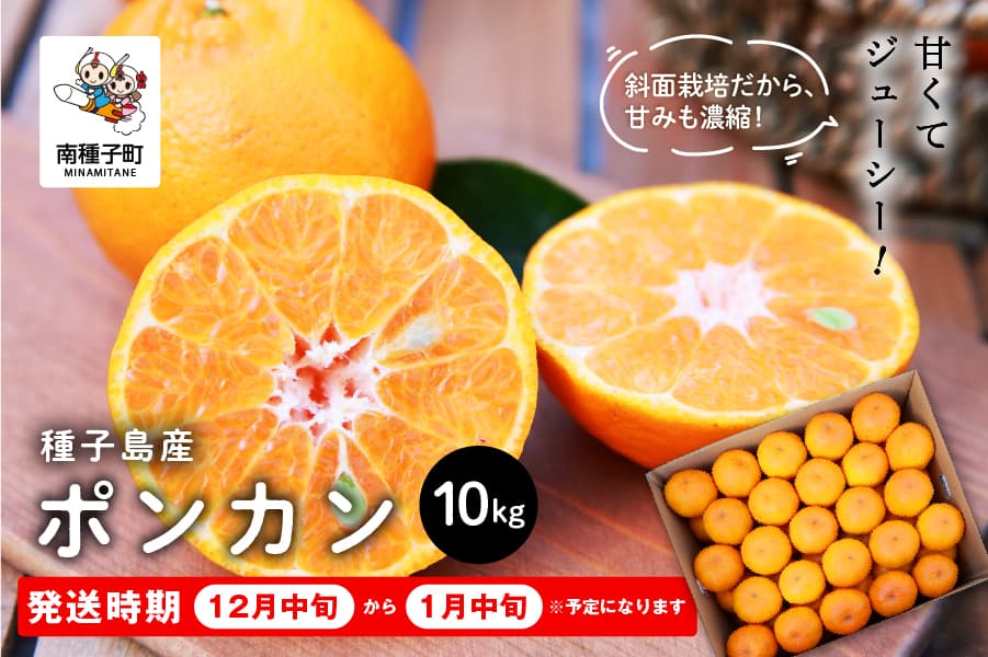 《先行予約》種子島産ポンカン10kg(約60玉) 《2026年12月中旬頃~1月中旬頃順次発送》