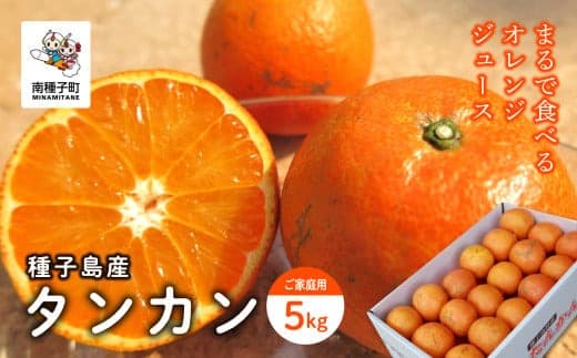 《 先行予約 》【2027年2月中旬?3月中旬頃順次発送】種子島産タンカン(ご家庭用) 5kg(24玉~36玉)