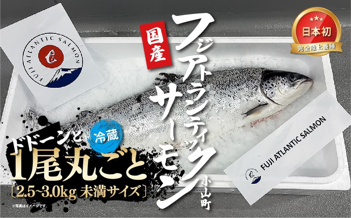 日本初 完全陸上養殖 フジアトランティックサーモン 冷蔵 1尾丸ごと( 2.5~3.0kg未満サイズ )