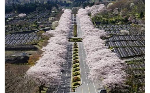 L26冨士霊園施設利用券(20枚)