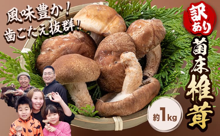 椎茸 きのこ 訳あり 菌床椎茸 1kg サイズ未選別 motochi農園《11月上旬-3月中旬に出荷予定》 岩手県 九戸村 野菜 岩手県産 国産 お取り寄せ 送料無料 大きい 不揃い シイタケ 山盛り 干し椎茸 肉厚 出汁 煮物 鍋 茶碗蒸し