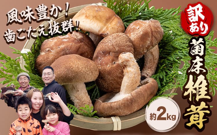 椎茸 きのこ 訳あり 菌床椎茸 2kg サイズ未選別 motochi農園《11月上旬-3月中旬に出荷予定》 岩手県 九戸村 野菜 岩手県産 国産 お取り寄せ 送料無料 大きい 不揃い シイタケ 山盛り 干し椎茸 肉厚 出汁 煮物 鍋 茶碗蒸し