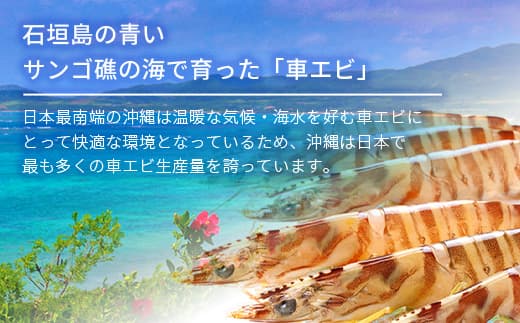 車えび500g【冷凍】25尾 ~ 33尾 沖縄県 石垣島 石垣市 クルマエビ くるまえび Sサイズ【嬉しい真空パック】エビ 海老 えび BE-5