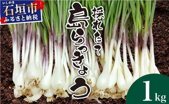 ≪2026年2月下旬~5月下旬発送≫採れたて島らっきょう 1kg OK-01