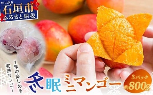 《2026年7月以降発送》最高糖度20度!? 完熟!石垣島産冬眠ミニマンゴー 【 沖縄 石垣 数量限定 フルーツ ミニ マンゴー 冷凍 完熟 真空 】TF-18-1_R8