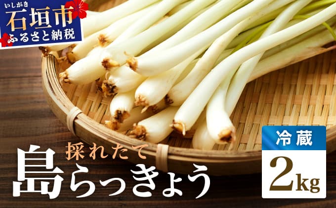 ≪2026年2月下旬~5月下旬発送≫採れたて島らっきょう 2kg OK-03