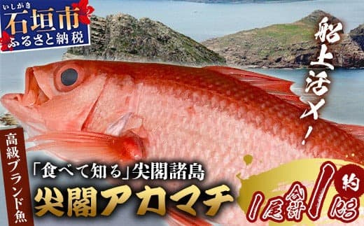 【予約受付】高級ブランド魚 尖閣赤マチ 1尾 約1kg 下処理済【沖縄三大高級魚】尖閣諸島 刺身 焼魚 煮物 鮮魚 冷凍 ムニエル 天然 洋食 和食 白身魚 高級魚 GK-3 (管理コード:GK-3)