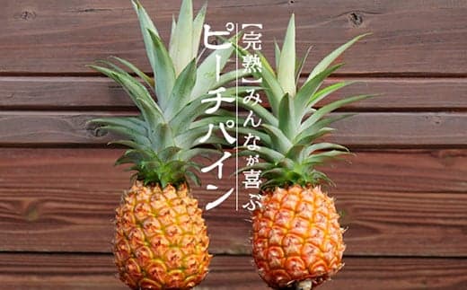 【フルーツ特集】【先行受付】《2026年5月上旬~7月上旬順次発送予定》石垣島産パイナップル(ピーチパイン)3玉入 約2kg(1.7~2.2kg)  TK-10