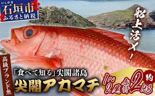 【予約受付】高級ブランド魚 尖閣赤マチ 1~2尾 合計約2kg 下処理済 【沖縄三大高級魚】尖閣諸島 刺身 焼魚 煮物 鮮魚 冷凍 ムニエル 天然 洋食 和食 白身魚 高級魚 GK-2