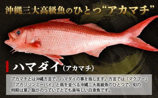 【予約受付】高級ブランド魚 尖閣赤マチ 2~3尾 合計約5kg 下処理済 【沖縄三大高級魚】尖閣諸島 刺身 焼魚 煮物 鮮魚 冷凍 ムニエル 天然 洋食 和食 白身魚 高級魚 GK-1 (管理コード:GK-1)