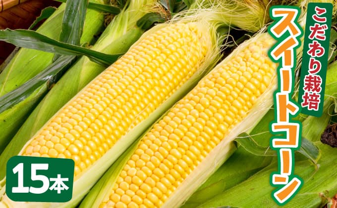【先行予約2025年12月-2026年4月】 1番遅くて1番早い⁉ 朝採れプレミアムスイートコーンを皮付きのまま15本お届け!!
