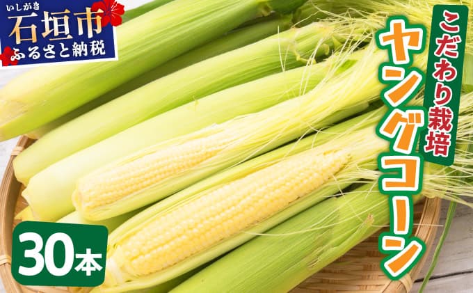 【先行予約2025年12月-2026年4月】 1番遅くて1番早い⁉ 朝採れプレミアムヤングコーンを皮付きのまま30本お届け!!