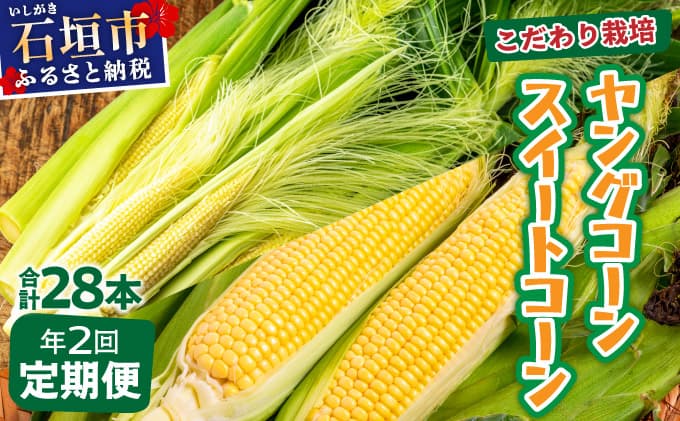 【先行予約2026年1月-5月配送】1番遅くて1番早い⁉ プレミアムヤングコーンとスイートコーンのよくばり定期便!!朝採れを皮付きのままお届け!!