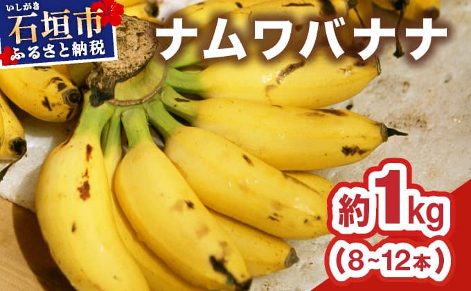 ≪2026年4~10月順次発送≫ 石垣島産 希少な国産『ナムワバナナ』を贅沢に1房丸ごと約1kg(8-12本)TF-101_R8