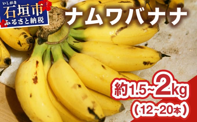 ≪2026年4~10月順次発送≫ 石垣島産 希少な国産『ナムワバナナ』を贅沢に1房丸ごと約1.5-2kg(12-20本)TF-102_R8