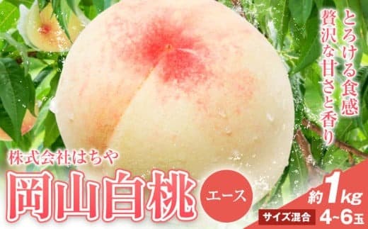 【2026年先行予約】岡山白桃 等級 エース 約1kg《7月上旬‐8月下旬頃出荷》株式会社 はちや もも モモ 岡山 国産 フルーツ 果物 岡山県 浅口市 フルーツ モモ 果物 青果 旬 白桃 国産 岡山県産【配送不可地域あり】