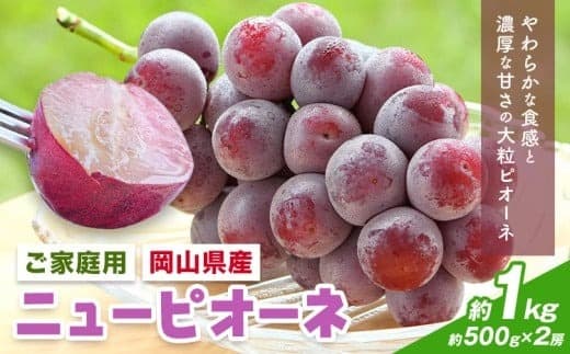 【2026年先行予約】岡山県産 ご家庭用 ニューピオーネ詰合せ 計1kg 株式会社はちや《8月下旬-9月下旬頃出荷》岡山県 浅口市 ぶどう 葡萄 フルーツ ギフト 果物 デザート 国産 送料無料【配送不可地域あり】