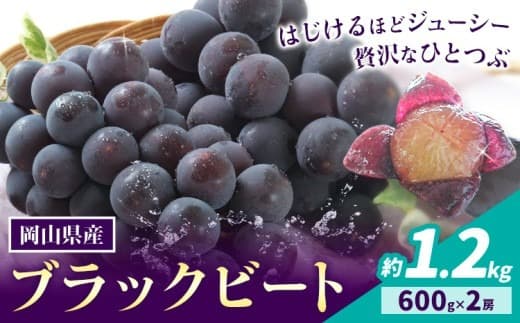 【2026年先行予約】岡山県産 ぶどう ブラックビート 計 1.2kg 2房 株式会社 はちや《8月上旬-9月上旬頃出荷》岡山 国産 葡萄 フルーツ 果物 岡山県 浅口市 フルーツ 果物【配送不可地域あり】