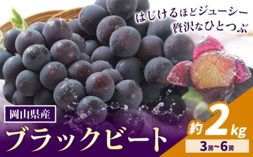 【2026年先行予約】岡山県産 ぶどう ブラックビート 計 2kg 3房 ~ 6房 株式会社 はちや《8月上旬-9月上旬頃出荷》岡山 国産 葡萄 フルーツ 果物 岡山県 浅口市 フルーツ 果物【配送不可地域あり】