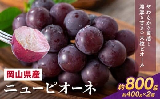 【2026年先行予約】 岡山県産 ニューピオーネ詰合せ 選べる 計 800g 株式会社はちや《6月下旬‐7月下旬頃出荷》岡山県 浅口市 ぶどう 葡萄 フルーツ ギフト 果物 デザート 国産 送料無料【配送不可地域あり】