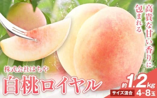 【2026年先行予約】岡山白桃 等級 ロイヤル 約1.2kg《7月上旬‐8月下旬頃出荷》もも モモ 岡山 国産 フルーツ 果物 岡山県 浅口市 株式会社 はちや フルーツ モモ 果物 青果 旬 白桃 国産 岡山県産【配送不可地あり】