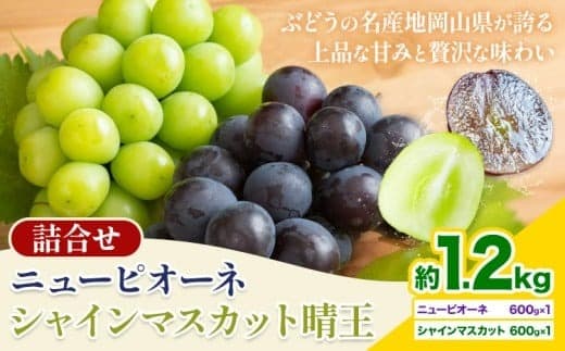 【2026年先行予約】 岡山県産 シャインマスカット「晴王」とニューピオーネ 計 1.2kg 株式会社はちや《8月下旬‐9月下旬頃頃出荷》岡山県 浅口市 ぶどう 葡萄 フルーツ ギフト 果物 デザート 国産【配送不可地域あり】