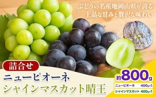 【2026年先行予約】 岡山県産 シャインマスカット「晴王」とニューピオーネ 計 800g 株式会社はちや《8月下旬‐9月下旬頃頃出荷》岡山県 浅口市 ぶどう 葡萄 フルーツ ギフト 果物 デザート 国産【配送不可地域あり】