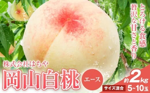【2026年先行予約】岡山白桃 等級 エース 約2kg《7月上旬‐8月下旬頃出荷》株式会社 はちや もも モモ 岡山 国産 フルーツ 果物 岡山県 浅口市 フルーツ モモ 果物 青果 旬 白桃 国産 岡山県産【配送不可地域あり】