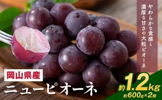 【2026年先行予約】 岡山県産 ニューピオーネ詰合せ 選べる 計 1.2kg 株式会社はちや《8月下旬‐9月下旬頃出荷》岡山県 浅口市 ぶどう 葡萄 フルーツ ギフト 果物 デザート 国産 送料無料【配送不可地域あり】