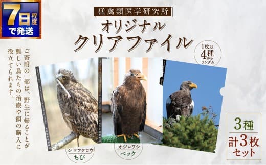 【 7日程度で発送 】 猛禽類医学研究所オリジナルクリアファイル 3種セット クリアファイル ファイル 文房具 猛禽類 野生動物 動物 野生 シマフクロウ オジロワシ フクロウ ワシ 雑貨