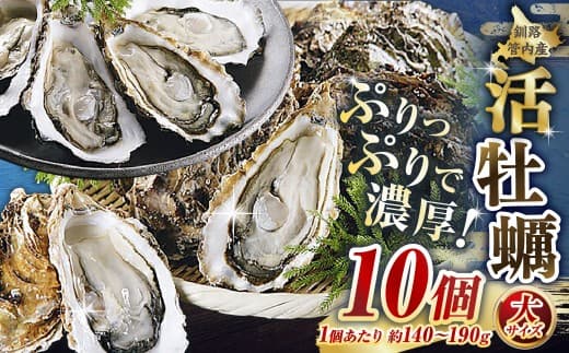 【 ぷりっぷりで濃厚! 】 釧路管内産 【 活 】 牡蠣 ( 大 ) 10個 ( 1個あたり約140~190g ) カキ かき 生牡蠣 焼き牡蠣 殻付き 生食 魚介 魚介類 海鮮 海のミルク お鍋 国産 北海道産 冷蔵