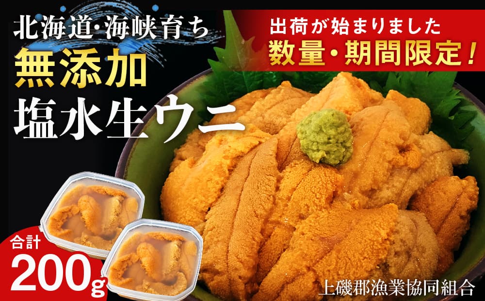 【2026年6月中旬以降発送】 キタムラサキウニ 100g×2パック 上磯郡漁業協同組合 むらさきうに 塩水ウニ 塩水パック 無添加 知内町 ふるさと納税 北海道ふるさと納税 ウニ 北海道産ウニ うに 雲丹